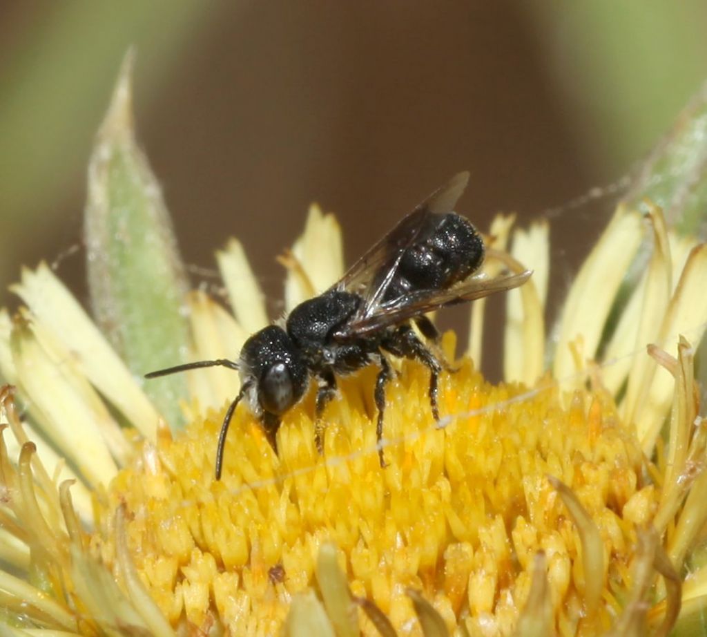 Asteraceae  - Pallenis spinosa